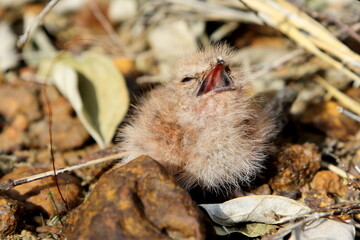 Little Nightjar baby in the nest calling the parents for food