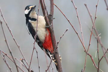 Great spotted woodpecker