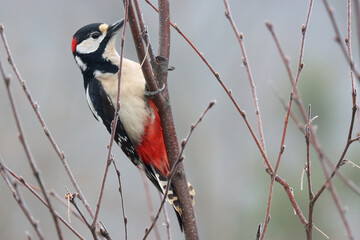 Great spotted woodpecker