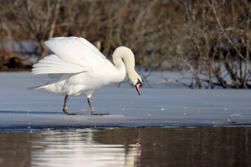 Mute swan