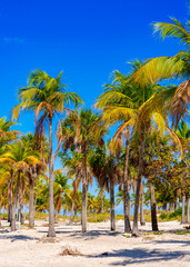 Miami palm tree scene. Print photo. Stock image. 2025