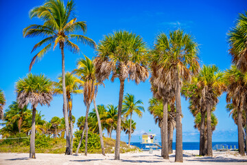 Stock photo prints. tropical palms beach Miami