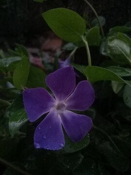 
"A beautiful purple Vinca flower with delicate dewdrops on its petals, surrounded by lush green leaves in a natural setting. The soft lighting enhances its vibrant color, creating a serene and refres