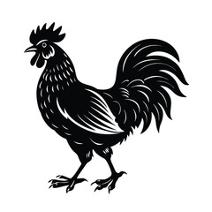 Rooster isolated on white background