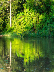Fototapeta premium Beautiful reflection of the Amazon rainforest on the water of a branch of the Amazon.