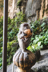 Monkey eating food in a forest