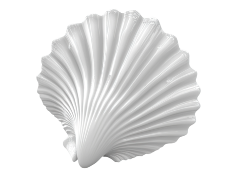 scallop shell