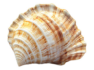 Obraz premium precious seashell