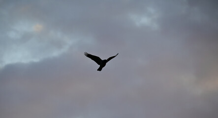bird in the sky