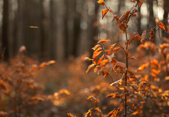 Jesienny las, zachód słońca. © mycatherina