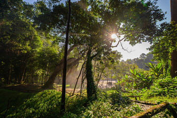Golden sunlight streams through a dense forest canopy, casting dramatic rays over a misty trail....