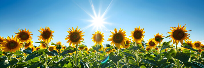 Vibrant Sunflower Field in Full Bloom Under a Clear Blue Sky, Demonstrating Natural Synchronization and Harmony