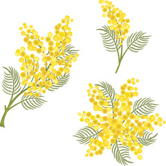 Branch of mimosa, yellow spring flowers associated with the day of March 8th.