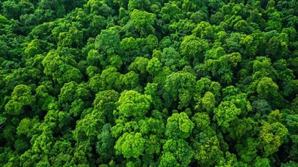 Lush Green Forest with Fresh Clean Air and Natural Beauty