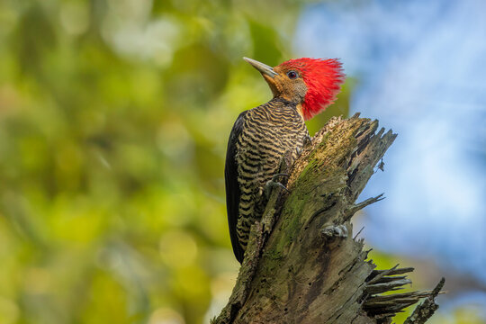 Helmeted woodpecker perched in a tree