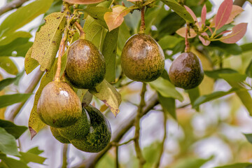 Some unripe avocados hanging from the tree, illuminated by the afternoon sun, in a farm in the eastern Andean mountains of central Colombia.