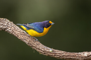 Violaceous euphonia perched on a branch