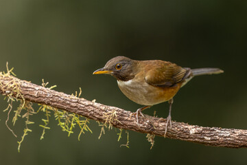 White-necked thrush perched on a branch