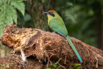Rufous-capped motmot perched on a log