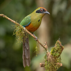 Rufous-capped motmot perched on a branch