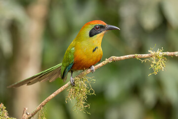 Rufous-capped motmot perched on a branch