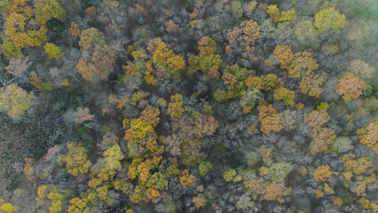 Fall colors in the forest, in central Missouri.
