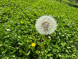 Taraxacum officinale plant in full bloom. Dandelion blowball, clock or white fluffy seeds. Close-up. Dandelion flower provide both pollen and nectar for the insects. Daisy family, Asteraceae. 