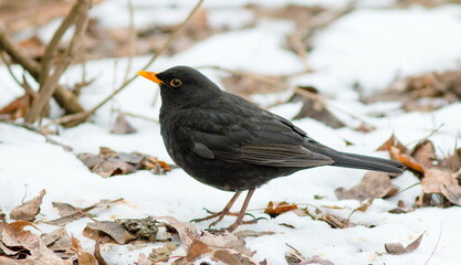 robin on the snow