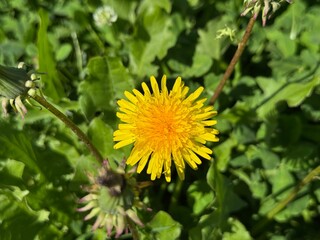 Dandelion (Taraxacum officinale) grows in the wild. Taraxacum officinale, the dandelion or common dandelion. Close-up. Dandelions yellow flowers provide both pollen and nectar for the insects. 
