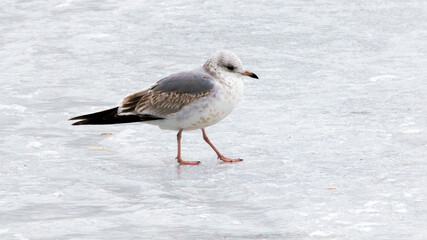seagull on snow
