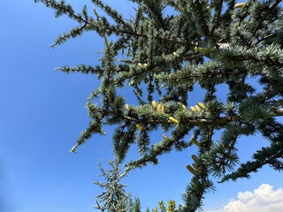 Branch of blue atlas cedar with white green needles and young female cones. Close-up of the beautiful Cedrus Atlantica tree in the Pinaceae family. Natural beauty of the elegant, coniferous branch.
