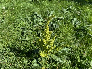 Rocks Curly dock Rumex crispus. Curly dock bloom with seeds shows green perennial plant close up. Rumex crispus or yellow dock, is a perennial flowering plant in the family Polygonaceae.