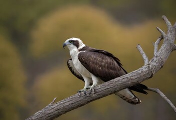 Osprey (Pandion haliaetus) – The Majestic Sea Hawk in Action