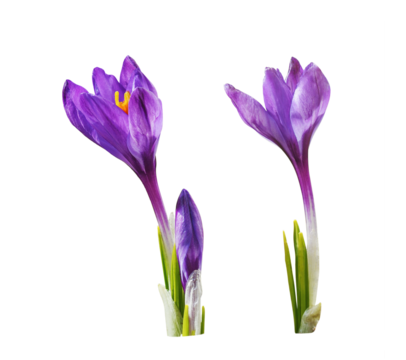 Set of purple crocus flowers isolated on white or transparent background