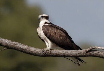 Osprey (Pandion haliaetus) – The Majestic Sea Hawk in Action