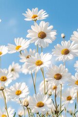 Fototapeta premium Daisies on blue sky background