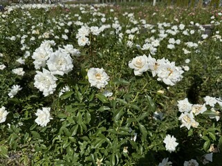Rosa 'Climbing Iceberg' rose in the garden. Stunning white rose called Iceberg, a floribunda. Close-up. White roses symbolize purity and innocence. Hybrid tea rose. Selective focus.
