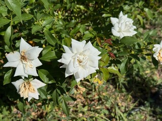Obraz premium Rosa 'Climbing Iceberg' rose in the garden. Stunning white rose called Iceberg, a floribunda. Close-up. White roses symbolize purity and innocence. Hybrid tea rose. Selective focus. 