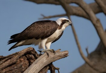 Osprey (Pandion haliaetus) – The Majestic Sea Hawk in Action