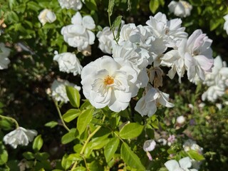 Rosa 'Climbing Iceberg' rose in the garden. Stunning white rose called Iceberg, a floribunda. Close-up. White roses symbolize purity and innocence. Hybrid tea rose. Selective focus.
