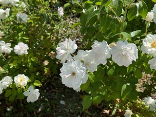 Rosa 'Climbing Iceberg' rose in the garden. Stunning white rose called Iceberg, a floribunda. Close-up. White roses symbolize purity and innocence. Hybrid tea rose. Selective focus.
