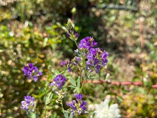 Flowering purple Alfalfa (Medicago sativa) plant on green field. Close-up. Alfalfa, also called lucerne, is a perennial flowering plant in the legume family Fabaceae.

