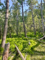 Dense green forest with fallen logs and lush undergrowth