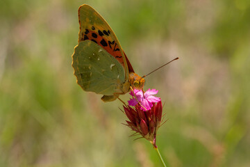 A vibrant orange butterfly, possibly a Silver-washed Fritillary, rests on a wildflower against a lush green background. Its delicate wings showcase intricate black markings, embodying the beauty.
