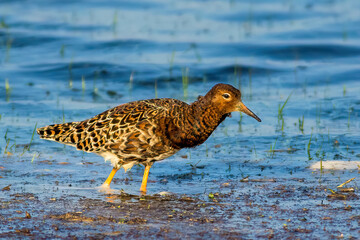 The ruff (Calidris pugnax)