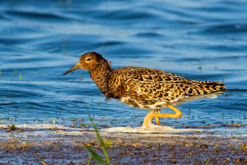 The ruff (Calidris pugnax)