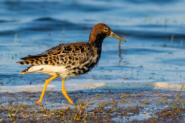 The ruff (Calidris pugnax)