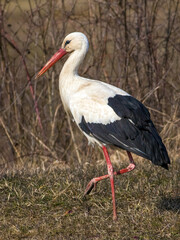 The white stork (Ciconia ciconia)