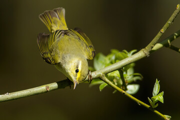 The wood warbler (Phylloscopus sibilatrix)