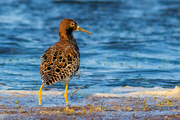The ruff (Calidris pugnax)